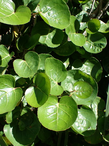 Polyscias scutellaria
