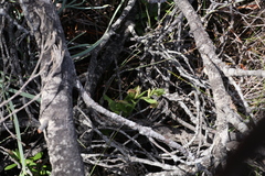 Pterostylis orbiculata