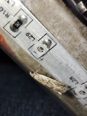 Gymnancyla ruscinonella