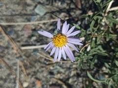 Aster altaicus