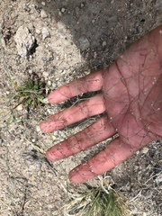 Oxytheca dendroidea dendroidea