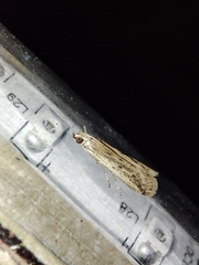 Gymnancyla ruscinonella