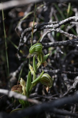 Pterostylis orbiculata