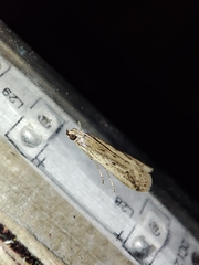 Gymnancyla ruscinonella