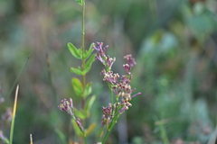 Asperula aristata