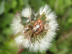 Stictopleurus punctatonervosus