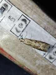 Gymnancyla ruscinonella