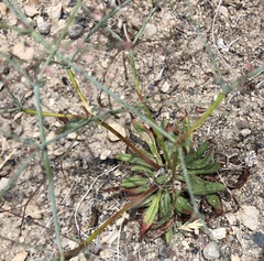 Oxytheca dendroidea dendroidea