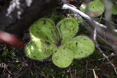 Drosera magna
