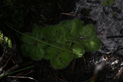 Drosera magna