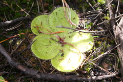 Drosera magna