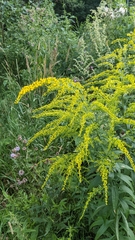 Solidago canadensis