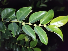 Breynia fruticosa