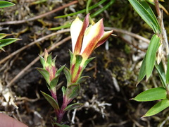Gentiana scabrida