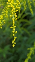 Solidago canadensis