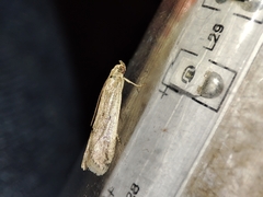 Gymnancyla ruscinonella