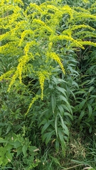 Solidago canadensis