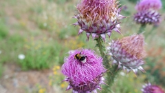 Bombus ruderatus