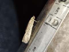 Gymnancyla ruscinonella