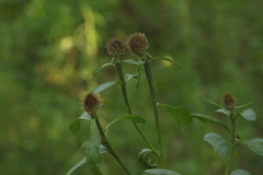 Centaurea × livonica