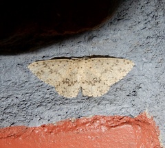 Ophthalmitis