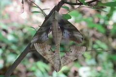 Marumba sperchius