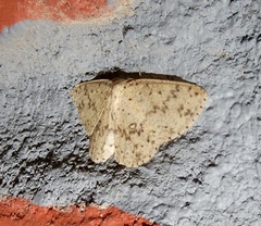 Ophthalmitis