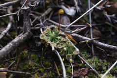 Drosera spilos