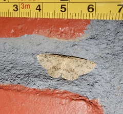 Ophthalmitis