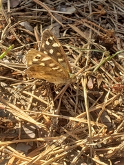 Pararge aegeria tircis