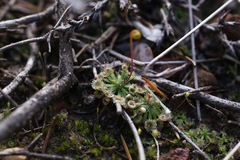 Drosera spilos