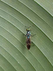 Eudmeta marginata