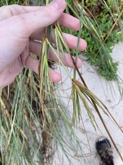 Spinifex longifolius