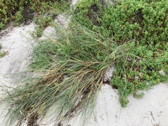 Spinifex longifolius