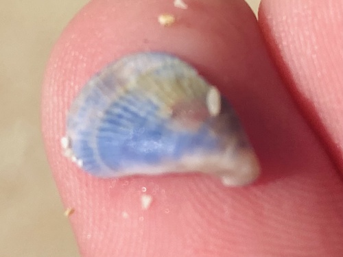 Deck Mussel (Septifer bilocularis)