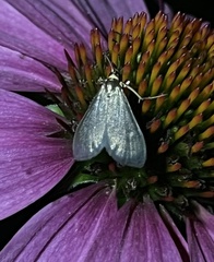 Pyrausta demantrialis