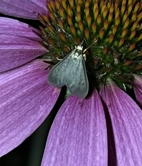Pyrausta demantrialis