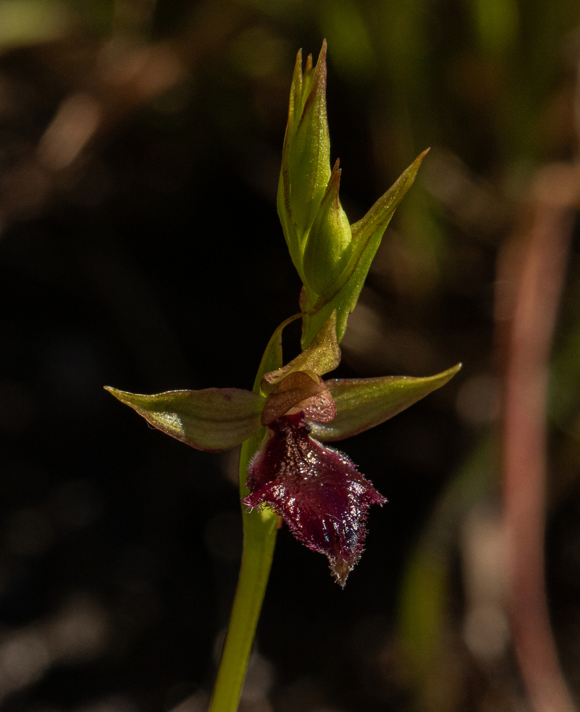 Neobolusia ciliata