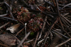 Drosera spilos