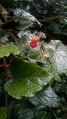 Rubus tricolor