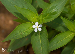 Catharanthus pusillus