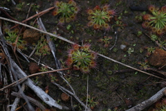 Drosera spilos