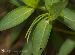 Catharanthus pusillus