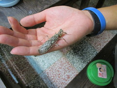 Theopompa ophthalmica