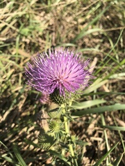 Cirsium serrulatum