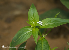 Catharanthus pusillus