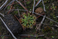 Drosera spilos