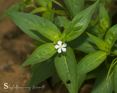 Catharanthus pusillus