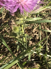 Cirsium serrulatum