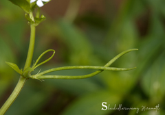 Catharanthus pusillus